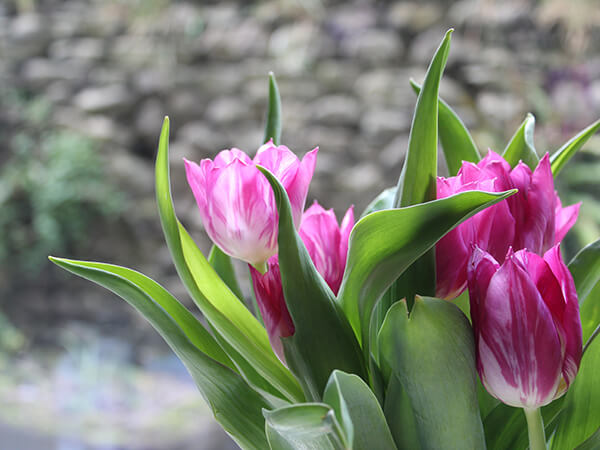Send Flowers